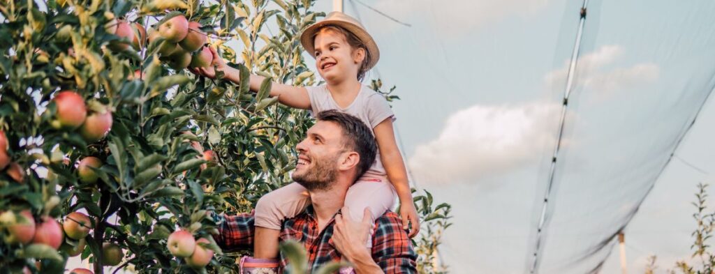 kid on shoulders picking apples