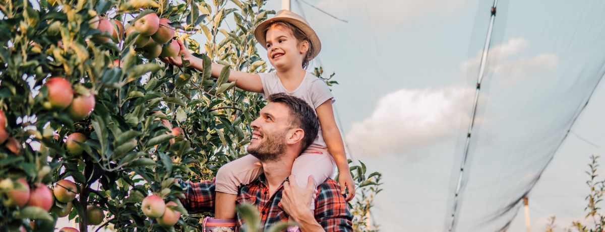 kid on shoulders picking apples